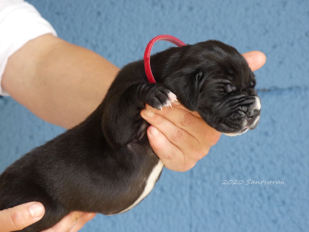 de Santvoran - Dogue allemand - Portée née le 18/06/2020